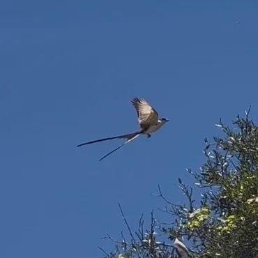 Tijereta sabanera