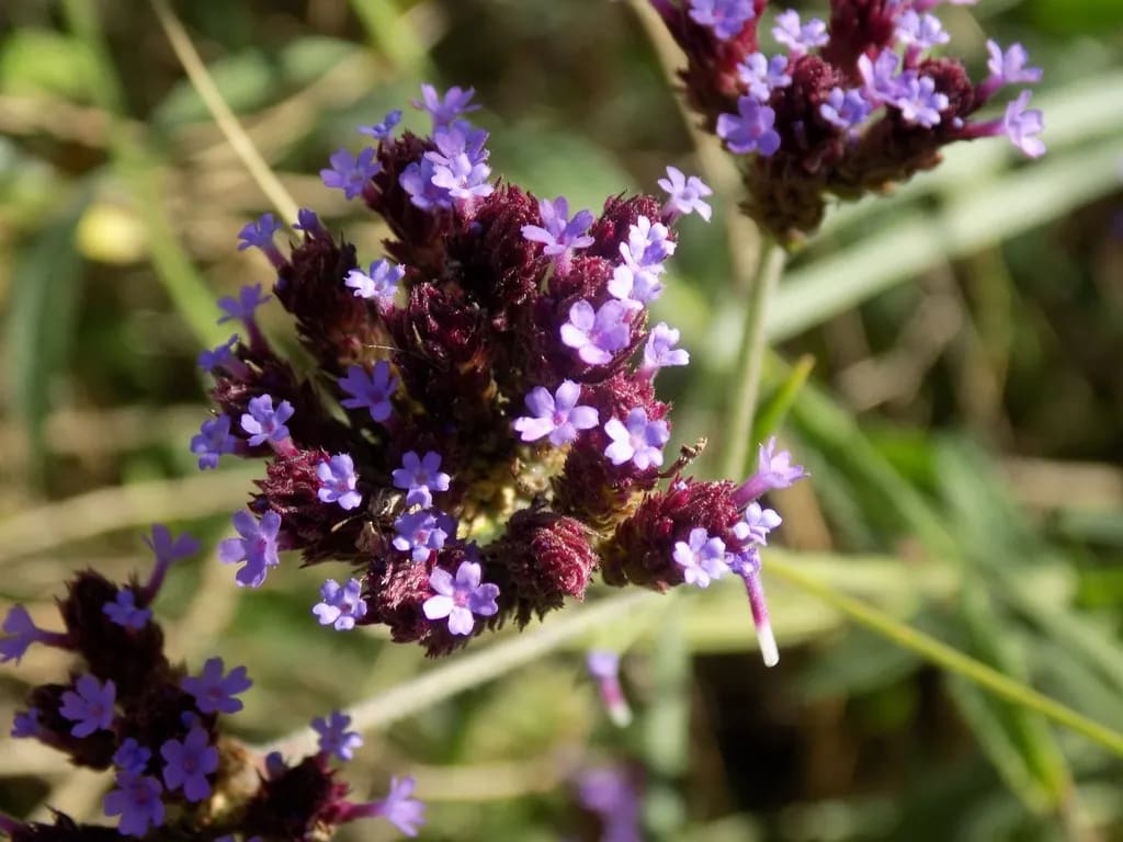 Verbena
