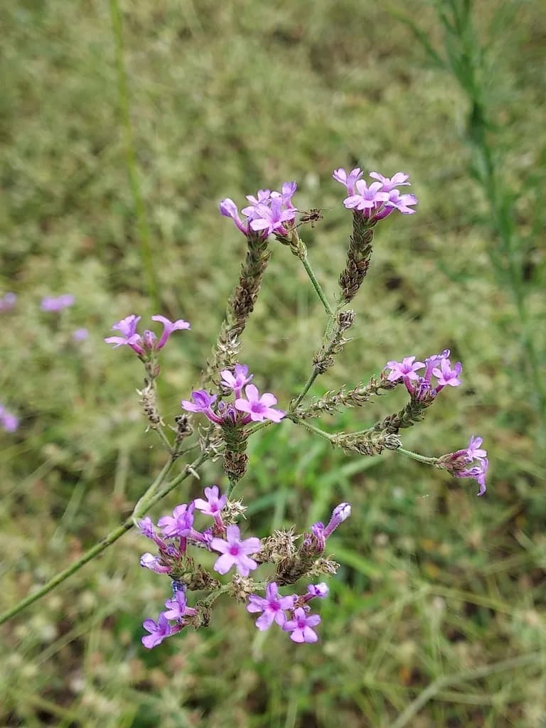 Verbena intermedia