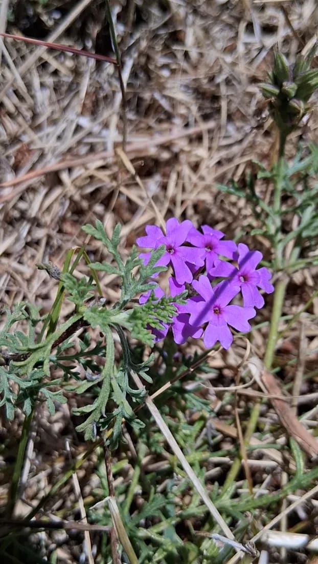 Verbena tenera