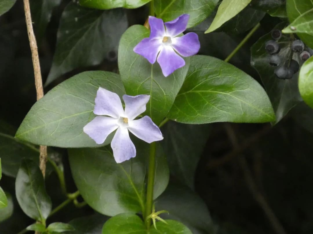 Pervinca