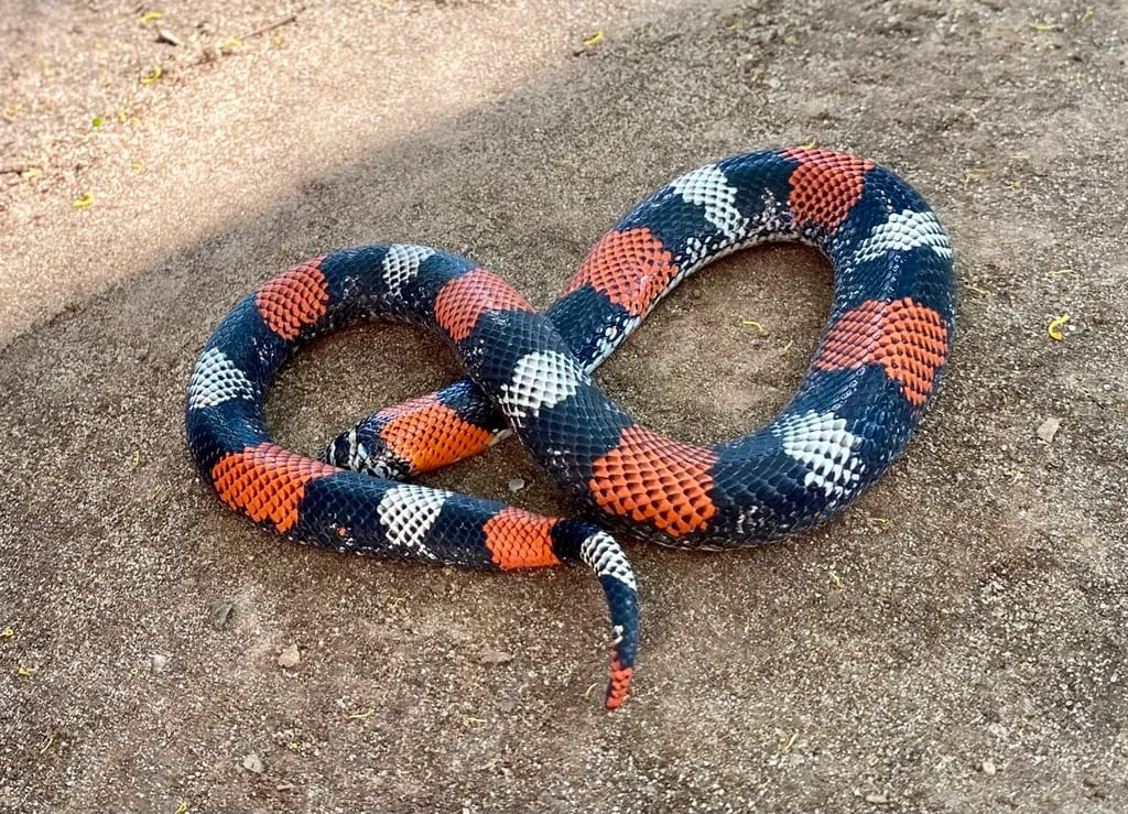 Falsa coral ñata