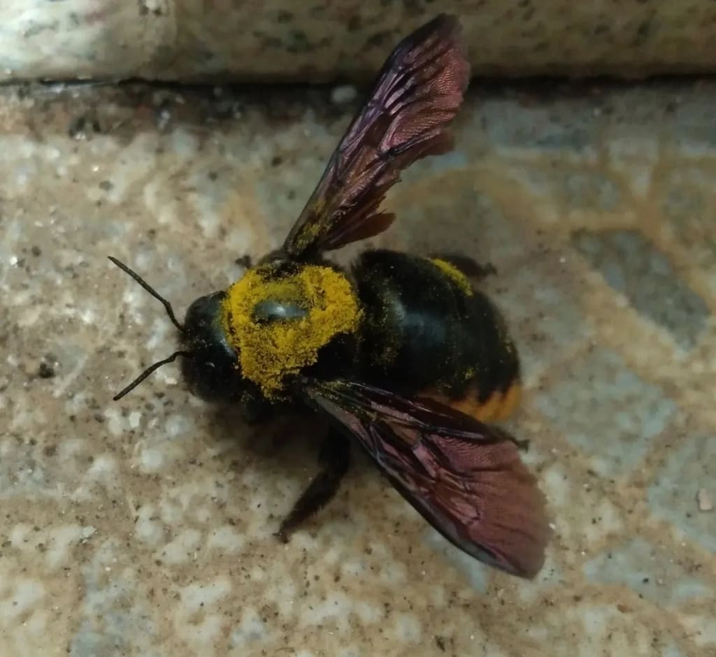 Mangangá amarillo