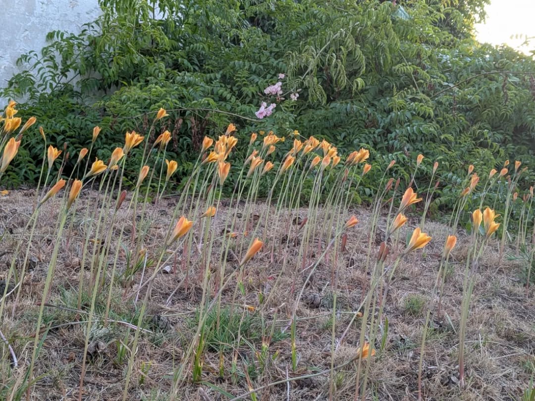 Zephyranthes tubispatha