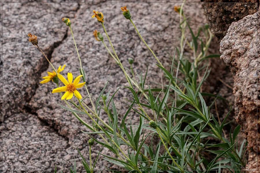 Zexmenia buphtalmiflora