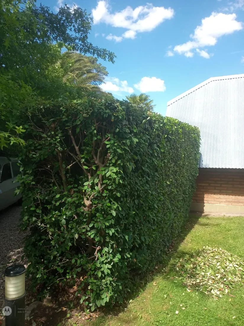 Mantenimiento general de jardines,parque,y terrenos baldíos no dudes en consultarnos!!! — foto 4