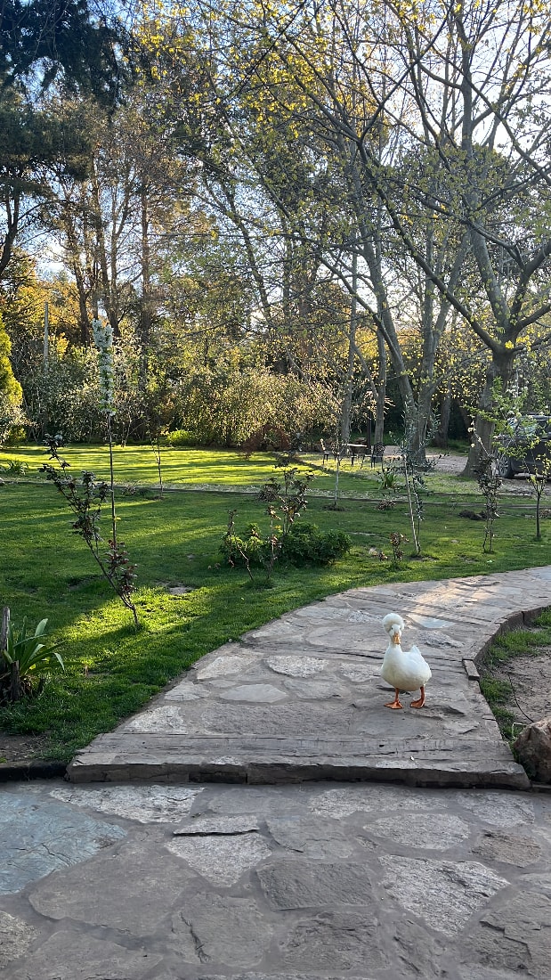 Paraíso Violeta, cabaña en Villa Ventana