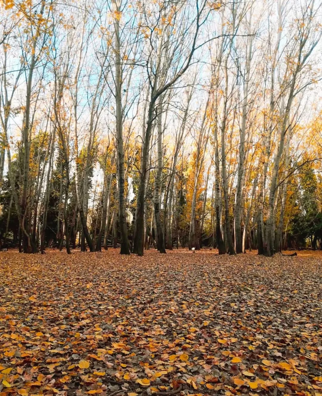 Caminata por el bosque