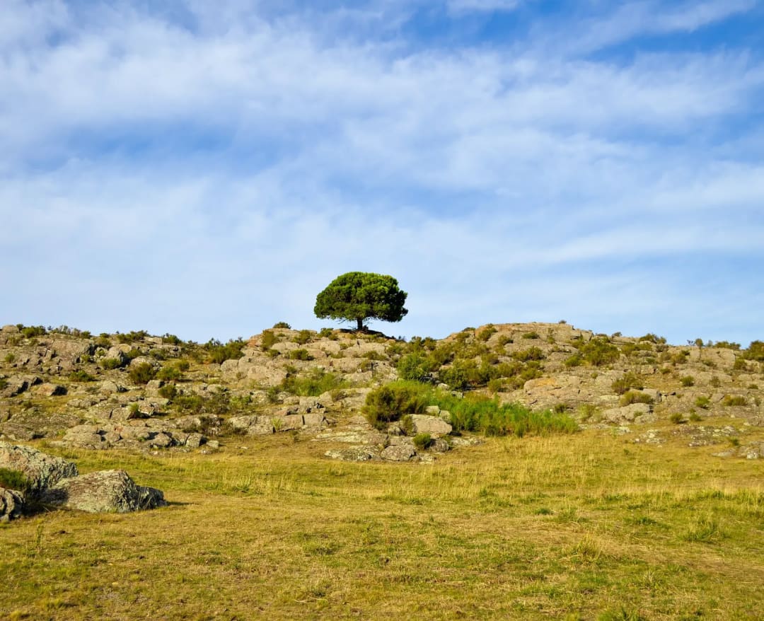 Cerro Bonsai — foto 2