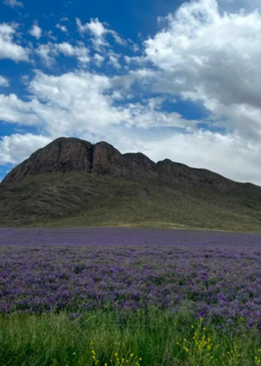Cerro Bonete