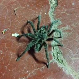 Araña pollito · aracnido