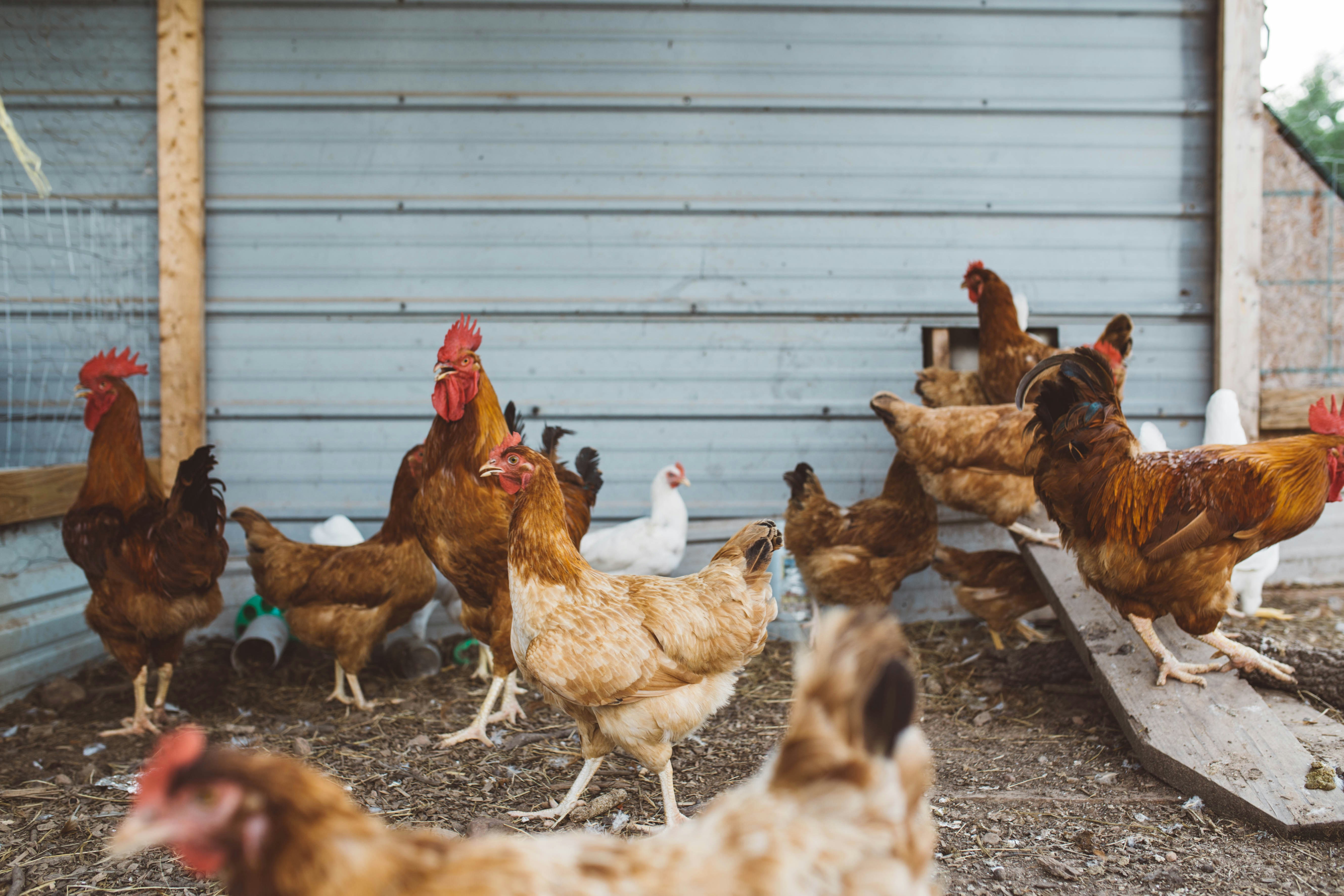 Quality Poultry