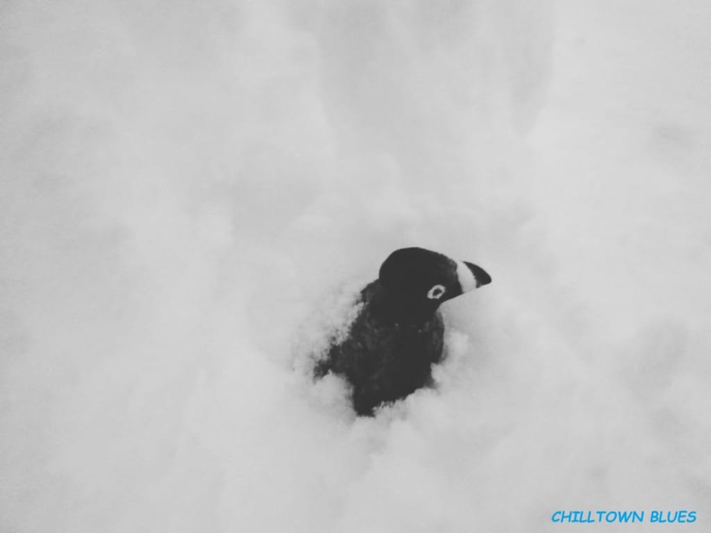 Image from the BlueSky post (Bust and wings of pigeon sculpture tramps through snow. Pigeon has white marking at top of black beak. Black and white image makes pigeon appear black and slightly singed in white -- with the black of eyes and body being the only color element in photo. Chilltown Blues is credited in the bottom right in blue.)