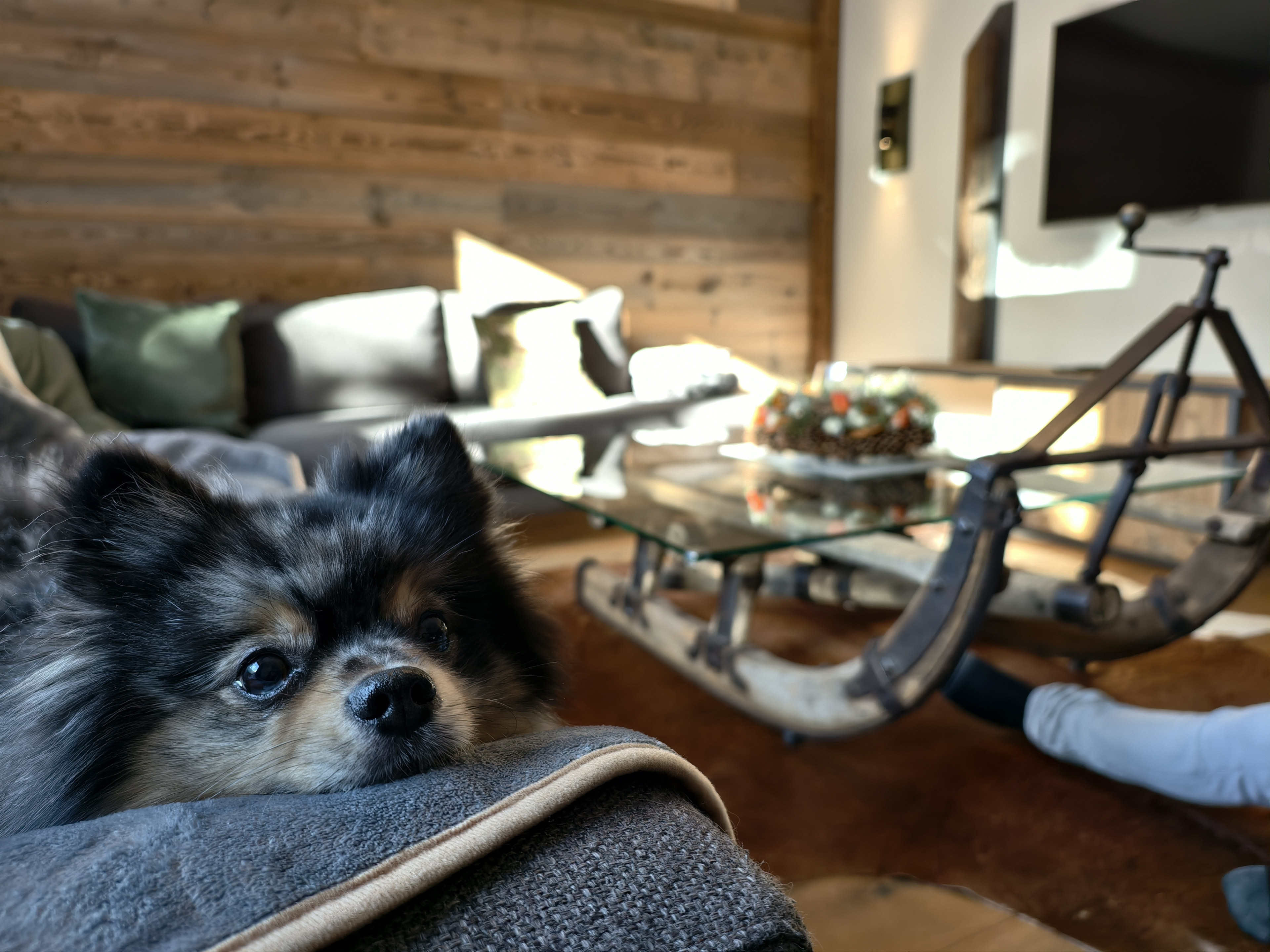 Hund liegt entspannt auf dem Sofa im Wohnzimmer