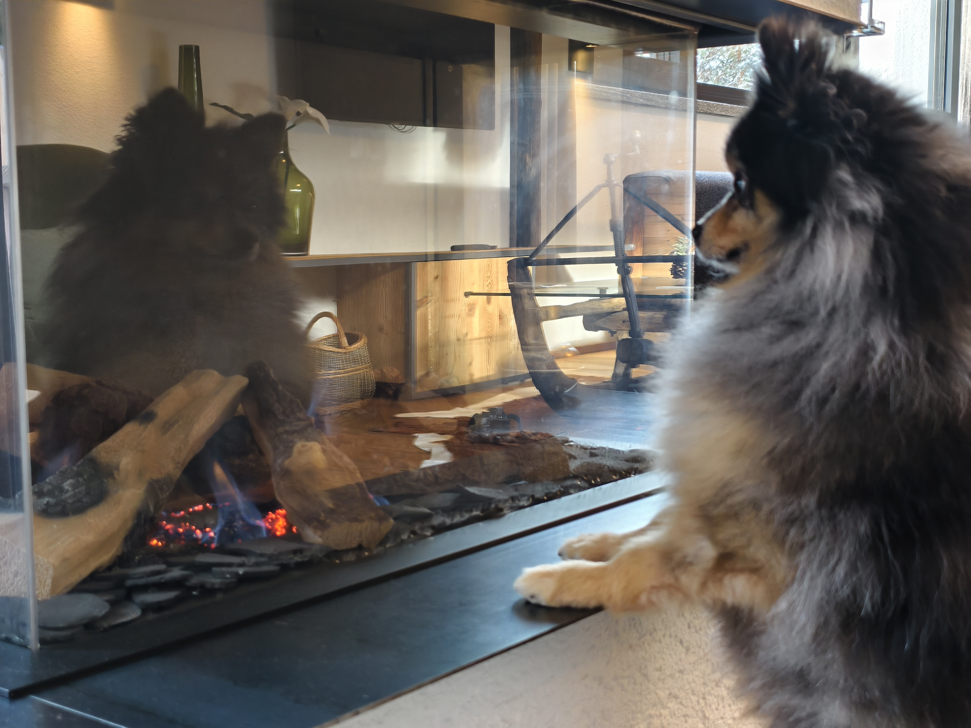 Eingezäunter Außenbereich - ideal, wenn mit Hund gereist wird