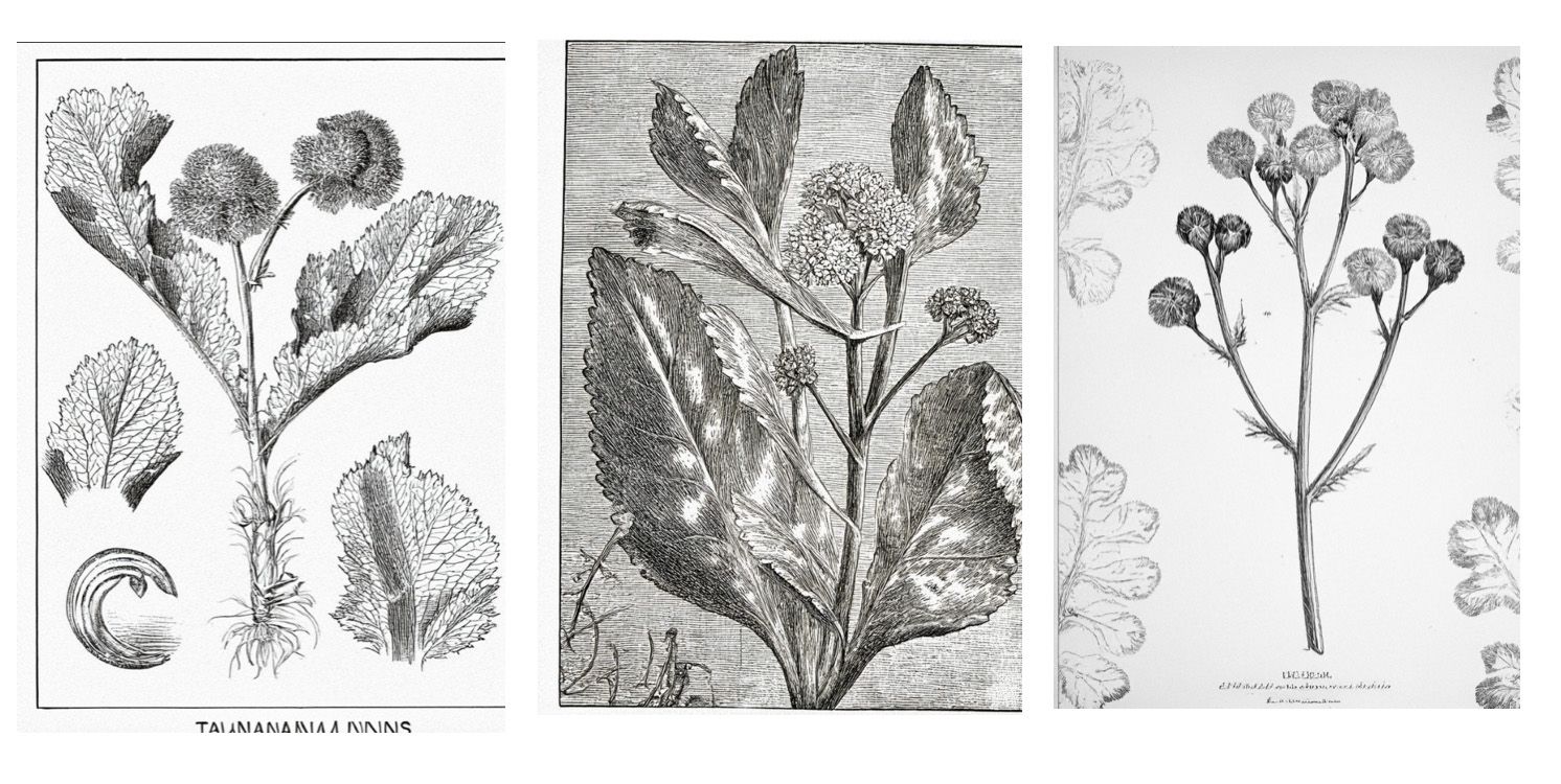 Picture of Prompting. Flora. Archives.