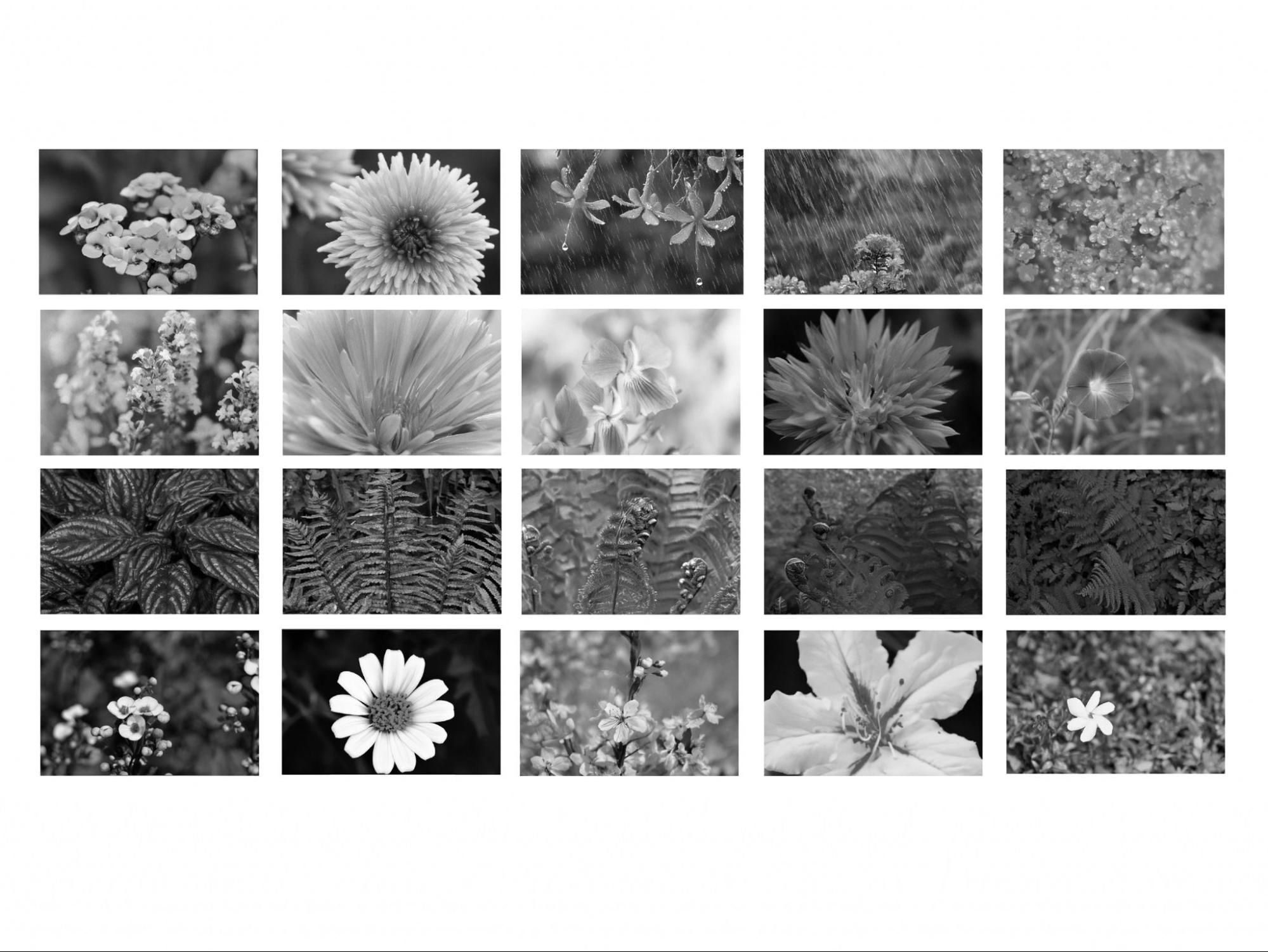 Picture of Prompting. Flora. Archives.