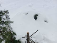 Смоленские лесные инспекторы выявили три случая незаконной вырубки ели