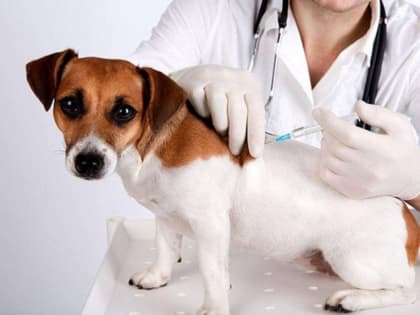 Со следующей недели в Смоленске начинается вакцинация домашних животных