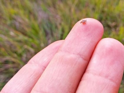 Клещи проснулись. В Смоленской области от укусов паразитов уже пострадали 9 человек