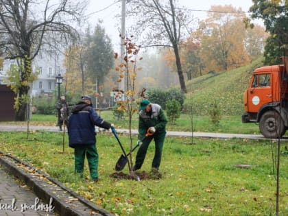 В Смоленске продолжается осенняя озеленительная кампания