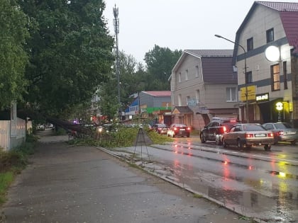Во время ливня в Смоленске упало огромное дерево