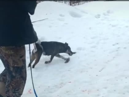Смоляне бьют тревогу — люди сообщают о  негуманном отлове собак