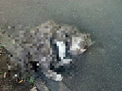 ТОП новостей Смоленска за 19 января