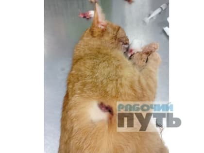 Смоленского подростка подозревают в расстреле домашних животных