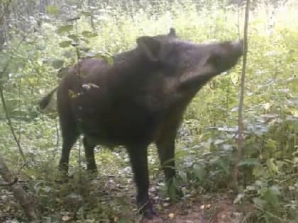 Видео: Фотоловушка запечатлела прогулку осторожного кабана