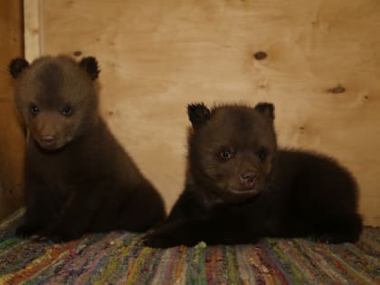 Спасённые под Смоленском медвежата вернутся домой