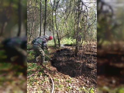 Под Смоленском ликвидировали серьезный лесной пожар