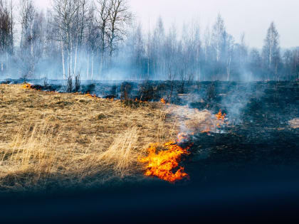 В Смоленской области за сутки зафиксировали 51 пал сухой травы