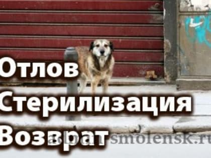 Информация о проведении процедуры ОСВВ (отлов-стерилизация-вакцинация-выпуск) на территории Смоленской области