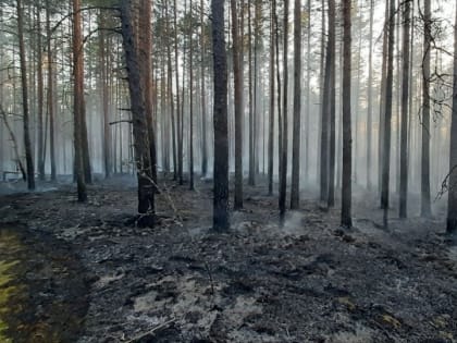 В Смоленской области ликвидировали очередной лесной пожар