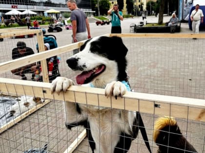 В Смоленске стартовал сбор кормов и лекарств бездомным животным