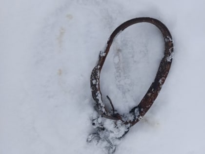 В Смоленской области домашнего пса разорвали волки