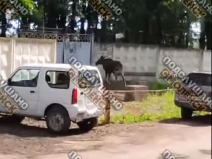 На окраину Смоленска снова забежал лось