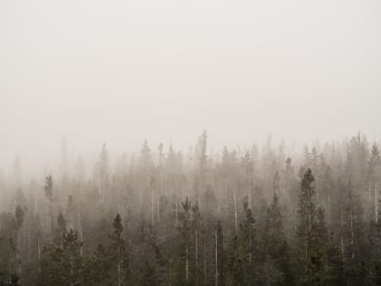 За лесами Смоленской области проследят с воздуха