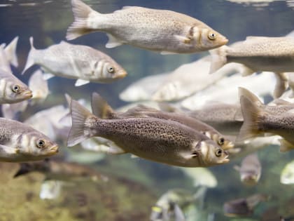 В Смоленской области выдан первый льготный кредит  на рыбное производство