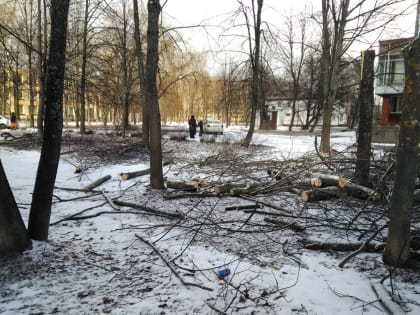 В Десногорске выросла плата за вырубку деревьев