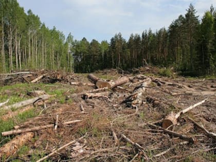 Чёрным лесорубам грозит уголовное дело