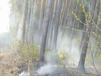 В пожаре в Гагаринском районе выгорело почти 3,5 гектара леса