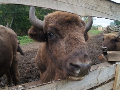 В Смоленском Поозерье оборудуют всесезонный вольерный комплекс для зубров