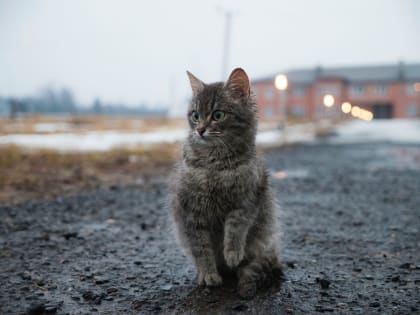 20 января в Смоленске и области будет по-прежнему тепло