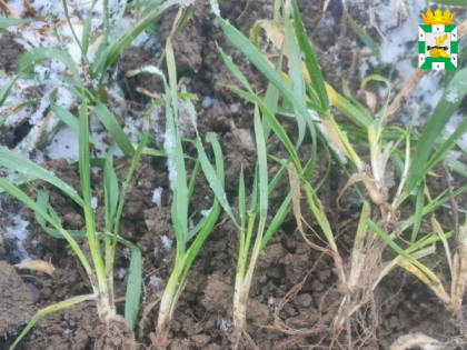 Специалисты агрономической службы сельскохозяйственных организаций Смоленского муниципального округа провели обследование полей с озимыми зерновыми культурами