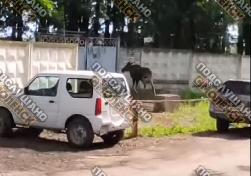 Смоленск база лаваша на краснинском шоссе