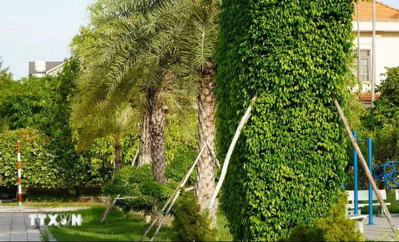 Công ty Trách nhiệm hữu hạn cây xanh Công Minh đã trúng thầu nhiều dự án trồng, chăm sóc cây xanh, chỉnh trang đô thị tại các địa phương trong tỉnh Đồng Tháp với tổng trị giá hơn 60 tỷ đồng. (Ảnh: Nhựt An/TTXVN)