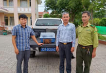 Tiếp nhận cá thể cu li nhỏ để cứu hộ