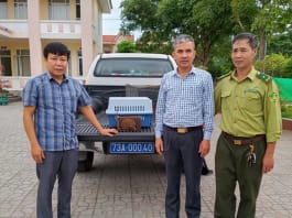 Giải cứu khẩn cấp cu li con nguy cấp: Kì tích sống sót! Tiếp nhận cá thể cu li nhỏ để cứu hộ